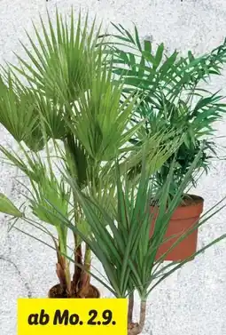 Lidl Palme Angebot