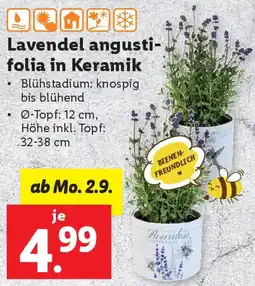 Lidl Lavendel angusti- folia in Keramik Angebot