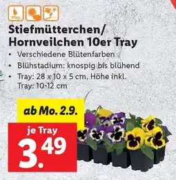 Lidl Stiefmütterchen/ Hornveilchen 10er Tray Angebot