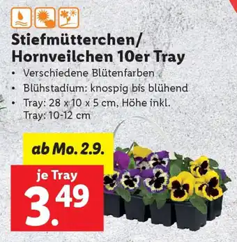 Lidl Stiefmütterchen/ Hornveilchen 10er Tray Angebot