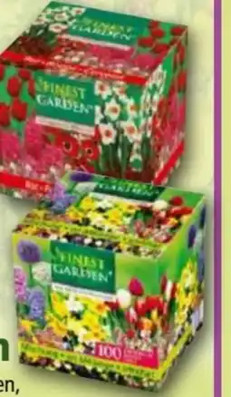 Norma Blumenzwiebeln Angebot