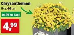 Thomas Philipps Chrysanthemen Angebot