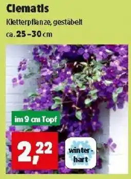 Thomas Philipps Clematis Angebot