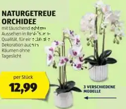 Hofer Naturgetreue orchidee Angebot