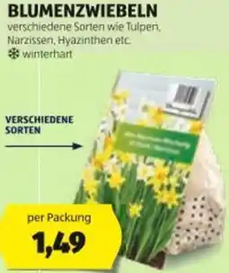 Hofer Blumenzwiebeln Angebot