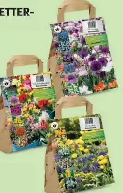 Hofer Blumenzwiebeln Angebot