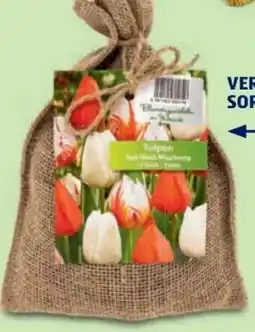Hofer Blumenzwiebeln Angebot