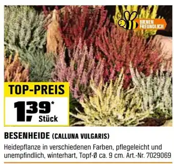 OBI BESENHEIDE Angebot