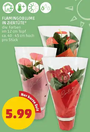 PENNY Flamingoblume in ziertüt Angebot