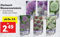 Lidl Zierlauch Blumenzwiebeln Angebot