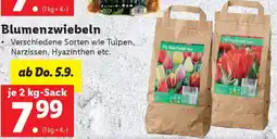 Lidl Blumenzwiebeln Angebot
