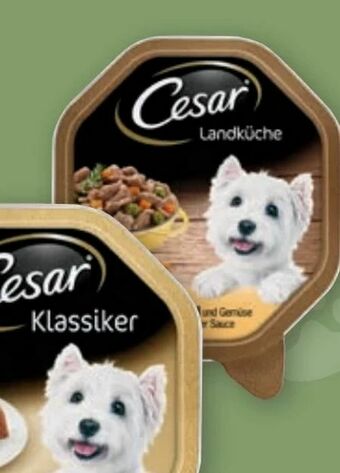 PENNY Hundenahrung Angebot
