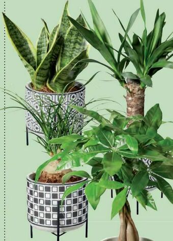 Lidl Pflanze Easy Care Angebot