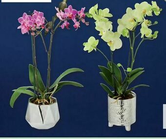 Lidl Orchidee Angebot