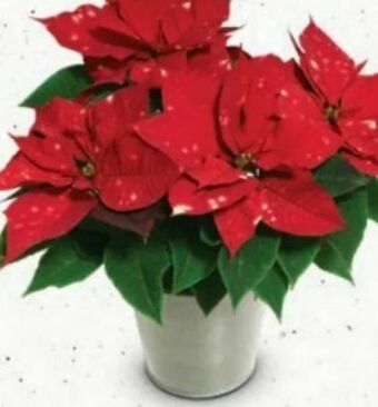 Bellaflora Weihnachtsstern Angebot