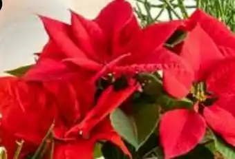 Dehner Bio Weihnachtsstern Angebot