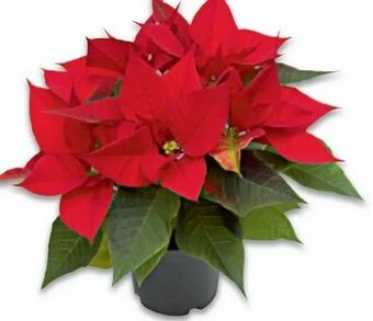 Metro Weihnachtsstern Angebot