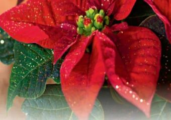 Metro Weihnachtsstern Angebot