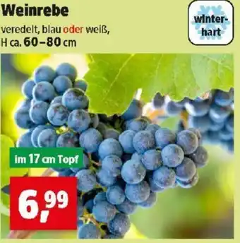 Thomas Philipps Weinrebe Angebot