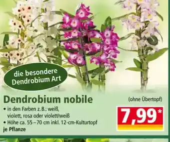 Norma Dendrobium nobile Angebot