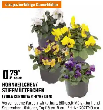 OBI Hornveilchen/ stiefmütterchen Angebot