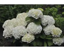 Hornbach Zierstrauch Bauernhortensie 'Soeur Therese' 25/50 cm, im Topf Angebot