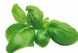 Transgourmet Basilikum Angebot