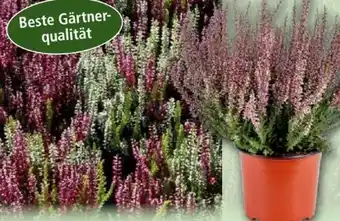 Norma Calluna Garden Girls Angebot