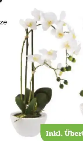 Mömax Kunstpflanze ORCHIDEE Angebot