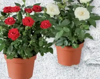 Lidl Topfrosen Angebot