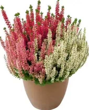 Metro Calluna Trio Girls Angebot