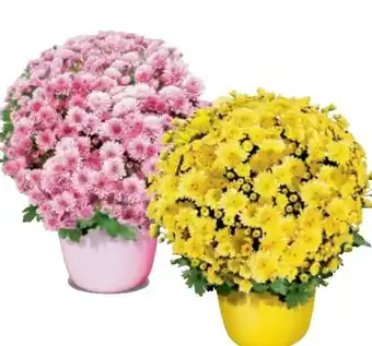 Metro Chrysantheme Multiflora Angebot