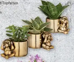 Lidl Sukkulenten Angebot