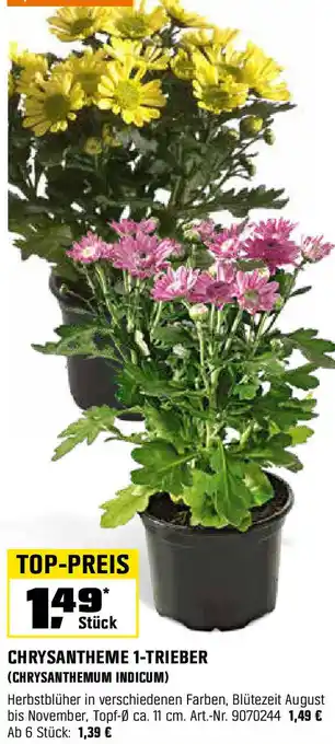 OBI Chrysantheme 1-Trieber Angebot