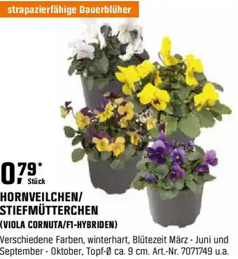 OBI Hornveilchen Stiefmütterchen Angebot