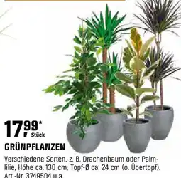 OBI Grünpflanzen Angebot