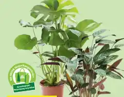 Hofer Grünpflanzen Angebot