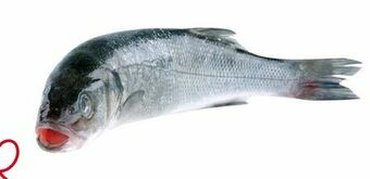 Transgourmet Wolfsbarsch Angebot