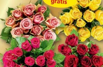 Norma Premium Floristenrosen Angebot