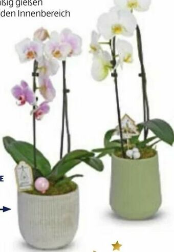Hofer Orchidee Cascade Angebot