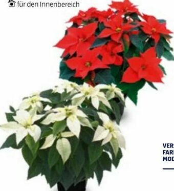 Hofer Weihnachtsstern Angebot