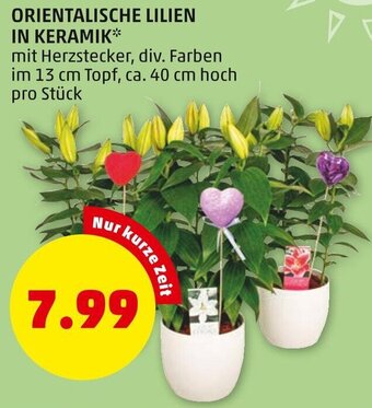 PENNY Orientalische Lilien In Keramik Angebot