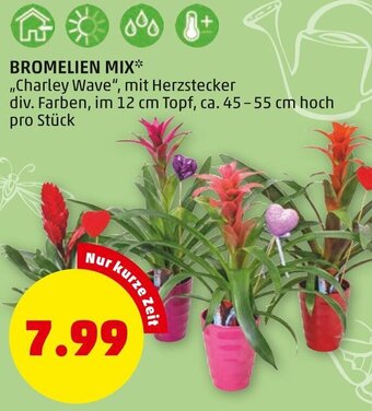 PENNY Bromelien Mix Angebot