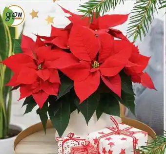 OBI Grow by obi weihnachtsstern Angebot