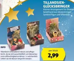 Hofer Tillandsien- glücksbringer Angebot