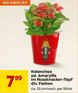 Billa Kalanchoe od. Amaryllis im Nussknacker-Topf div. Farben Angebot