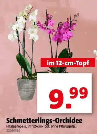 Liebmarkt Schmetterlings-Orchidee Angebot