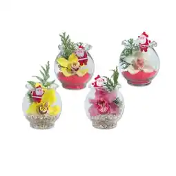 Lidl Orchidee im Wellenrandglas Verschiedene Blütenfarben Lidl Angebot
