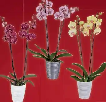 Lidl Orchideen Angebot