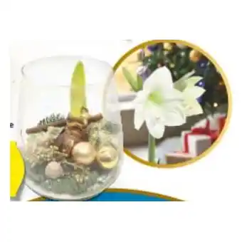 Hofer Bepflanzte Arrangements Xmas Glaszylinder oder -vase mit Amaryllis HOFER Angebot